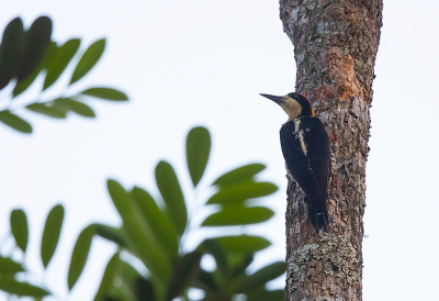 <i class='fa fa-user'></i> charlysax |   Prachtspecht  <i class='fa fa-eye'> 117</i>   <i class='fa fa-comment-o'> 1</i>