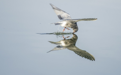 <i class='fa fa-user'></i> christina |   Zwarte Stern  <i class='fa fa-eye'> 429</i>  <i class='fa fa-thumbs-up'> 26</i>   <i class='fa fa-comment-o'> 22</i>