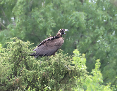 <i class='fa fa-user'></i> Alfred Berkhof |   Monniksgier  <i class='fa fa-eye'> 615</i>  <i class='fa fa-thumbs-up'> 6</i>   <i class='fa fa-comment-o'> 8</i>