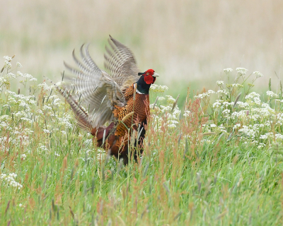 <i class='fa fa-user'></i> henkdikkers |   Fazant  <i class='fa fa-eye'> 290</i>  <i class='fa fa-thumbs-up'> 12</i>   <i class='fa fa-comment-o'> 16</i>