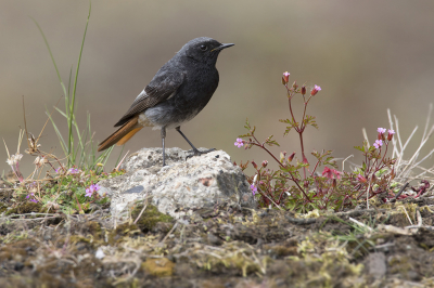 <i class='fa fa-user'></i> Luc Meert |   Zwarte Roodstaart  <i class='fa fa-eye'> 230</i>  <i class='fa fa-thumbs-up'> 9</i>   <i class='fa fa-comment-o'> 12</i>