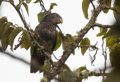 <i class='fa fa-user'></i> charlysax |   Grijskopmargrietje  <i class='fa fa-eye'> 138</i>   <i class='fa fa-comment-o'> 1</i>