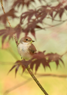 <i class='fa fa-user'></i> Ruud Scherpenisse |   Bonte Vliegenvanger  <i class='fa fa-eye'> 225</i>  <i class='fa fa-thumbs-up'> 7</i>   <i class='fa fa-comment-o'> 9</i>