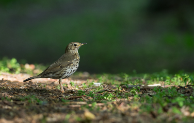 Typisch de omgeving waar de zanglijster foerageert dus daar wilde ik hem graag vastleggen. Onder de bomen, in het bladerdek en in de schaduw, lange sluitertijd, dus telkens wachten als hij hip-stap-sprong doet en weer even stil staat.