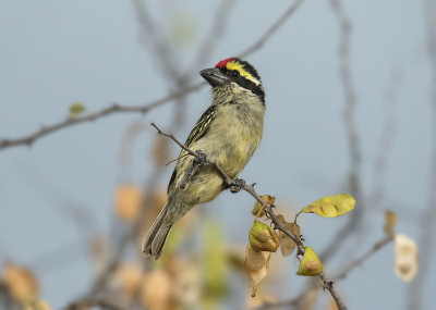 Even kijken hoe deze uitkomt op Birdpix - Even kijken hoe deze uitkomt op Birdpix