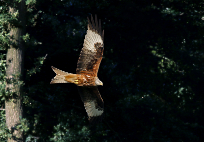 <i class='fa fa-user'></i> Gejo Wassink |   Rode Wouw  <i class='fa fa-eye'> 377</i>   <i class='fa fa-comment-o'> 5</i>