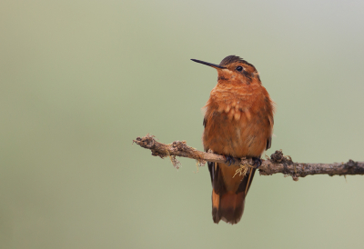 <i class='fa fa-user'></i> charlysax |   Koperglanskolibrie  <i class='fa fa-eye'> 150</i>  <i class='fa fa-thumbs-up'> 10</i>   <i class='fa fa-comment-o'> 5</i>