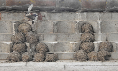 <i class='fa fa-user'></i> sieb |   Huiszwaluw  <i class='fa fa-eye'> 439</i>  <i class='fa fa-thumbs-up'> 12</i>   <i class='fa fa-comment-o'> 13</i>