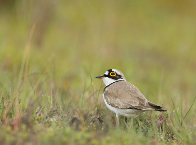 Vanochtend even tijd gevonden om de kleine plevieren op te zoeken. Er was schijnbaar onraad , want de vogel keek steeds omhoog en had geen oog voor mij.