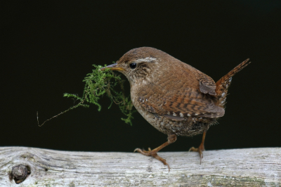 Kijk aan...zit daar ineens de winterkoning op de stok.
Misschien wat laat begonnen met het maken van een nestje of is hij misschien bezig met het tweede nest. 
Het was even lekker genieten van deze druktemaker.