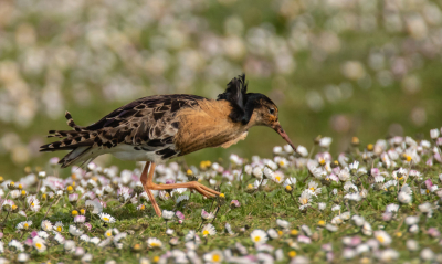 Gemaakt vanachter een hek. Het voorjaarskleed van de kemphaan en de met madeliefjes bedekte grond gaven, ondanks wind en kou, een ultiem voorjaarsgevoel.