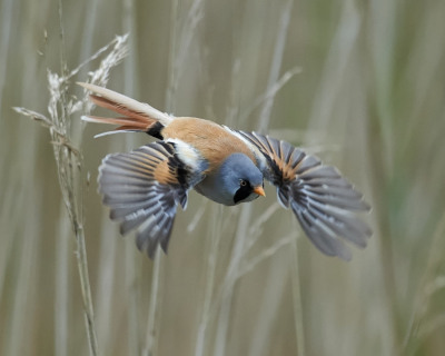 Deze zaterdag waren de Baardmannen bij windstilte en een flink zonnetje zeer actief met het foerageren en verzamelen van nestmateriaal. Prachtig gezicht om te zien hoe deze vogels met hun korte vleugels door het riet manoeuvreren.