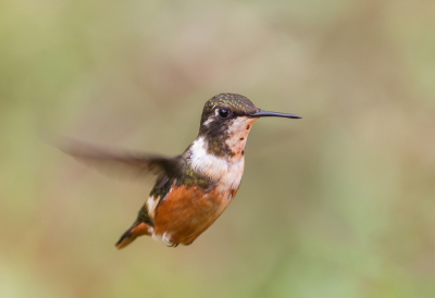 <i class='fa fa-user'></i> charlysax |   Paarskeelboself  <i class='fa fa-eye'> 156</i>  <i class='fa fa-thumbs-up'> 13</i>   <i class='fa fa-comment-o'> 7</i>