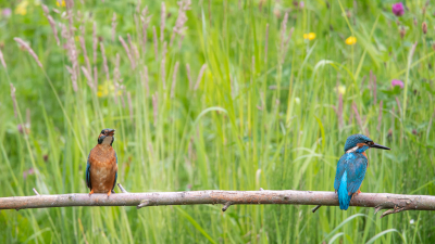 Zaterdag heb ik een tuin bezocht die het weekend open was voor publiek. Een prachtige tuin waarvan een gedeelte bestaat uit een grote vijver vol met kikkers en een ijsvogelwand. Dit gedeelte was afgesloten omdat de ijsvogels aan hun tweede broedsel bezig zijn. Wel staan er een tweetal kijkhutjes en ik had het geluk dat ik tijdens de wisseling van het broeden deze twee ijsvogels kon fotograferen. Ik zie zelden ijsvogels en als er dan twee tegelijk zijn is wel top.