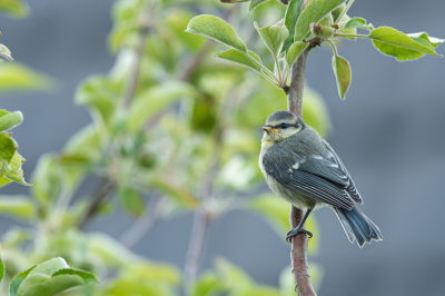 In de appelboom kwam een juveniel pimpelmees zitten, snel de camera gepakt