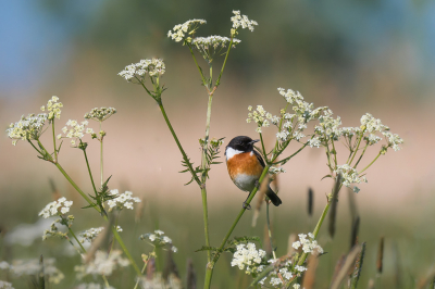 <i class='fa fa-user'></i> Vincent Vuik |   Roodborsttapuit  <i class='fa fa-eye'> 226</i>  <i class='fa fa-thumbs-up'> 9</i>   <i class='fa fa-comment-o'> 15</i>