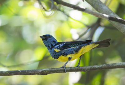 <i class='fa fa-user'></i> charlysax |   Turkooistangare  <i class='fa fa-eye'> 100</i>  <i class='fa fa-thumbs-up'> 3</i>   <i class='fa fa-comment-o'> 0</i>