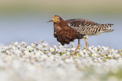 <i class='fa fa-user'></i> Ben Reitsma |   Kemphaan  <i class='fa fa-eye'> 403</i>  <i class='fa fa-thumbs-up'> 14</i>   <i class='fa fa-comment-o'> 12</i>