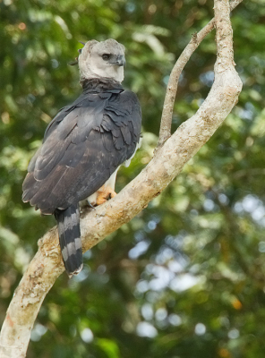 <i class='fa fa-user'></i> Paul Cools |   Harpij  <i class='fa fa-eye'> 234</i>  <i class='fa fa-thumbs-up'> 4</i>   <i class='fa fa-comment-o'> 4</i>