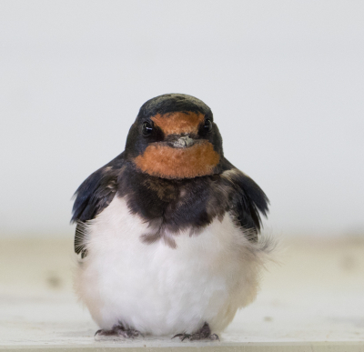 In een van de vogelkijkhutten op de OVP, zat deze Boerenzwaluw uit te blazen van zijn nest-metselwerk. In LR uitsnede gemaakt, opgelicht en kleuren meer verzadigd.