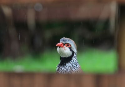 <i class='fa fa-user'></i> Eugne van de Leur |   Rode Patrijs  <i class='fa fa-eye'> 230</i>  <i class='fa fa-thumbs-up'> 6</i>   <i class='fa fa-comment-o'> 6</i>