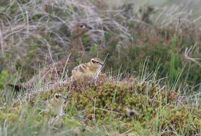 <i class='fa fa-user'></i> Eugne van de Leur |   Schots Sneeuwhoen  <i class='fa fa-eye'> 204</i>  <i class='fa fa-thumbs-up'> 3</i>   <i class='fa fa-comment-o'> 3</i>