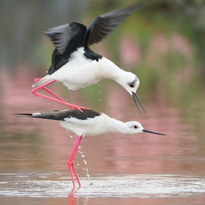 <i class='fa fa-user'></i> corvanspijk |   Steltkluut  <i class='fa fa-eye'> 281</i>  <i class='fa fa-thumbs-up'> 5</i>   <i class='fa fa-comment-o'> 2</i>