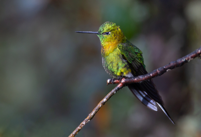 <i class='fa fa-user'></i> charlysax |   Goudbuikpluimbroekje  <i class='fa fa-eye'> 153</i>  <i class='fa fa-thumbs-up'> 10</i>   <i class='fa fa-comment-o'> 8</i>