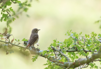 De zon scheen vanmorgen vroeg en deze vrouw Gekraagde roodstaart hield mij in de gaten, vanuit de schaduw van een grote meidoorn. Een kleine serie gemaakt; daar waar de meidoorn herkenbaar is en diepte is te zien, vond ik de foto geslaagd.