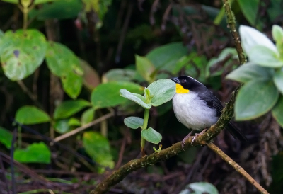 <i class='fa fa-user'></i> charlysax |   Witnekstruikgors  <i class='fa fa-eye'> 122</i>  <i class='fa fa-thumbs-up'> 1</i>   <i class='fa fa-comment-o'> 2</i>