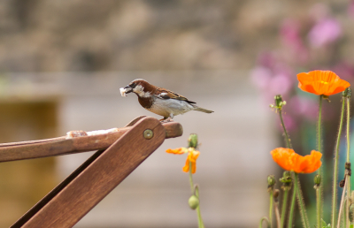 Deze maand zeg ik het met een Huismus bij een oranje Papaver.
Op goed geluk een vogel fotograferen die toevallig bij een bloem ging zitten zat er niet in, dus de hulplijn "brood" ingezet.