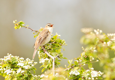 Begin mei was ik 12 dagen op Rgen. Hoewel Rgen me als geheel nogal tegenviel wat vogelfotografie betreft, heb ik me wel uit kunnen leven op de MO van mei. Helaas bleek het licht te hard om mooie foto's te maken van vogels op de koolzaadvelden. Maar er waren gelukkig ook struikjes met net ontluikende witte bloesem, waar Rietzangers graag op gaan zitten zingen. Meerdere malen ben ik op Rgen met deze MO aan de slag geweest. Deze foto van een luid zingende Rietzanger vind ik, met deze uitsnede, het best passen in deze MO, omdat zowel de vogel als de bloemen goed uit de verf komen, en beide mooi uitkomen tegen de rustige achtergrond.