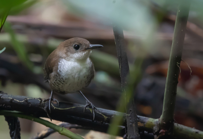 <i class='fa fa-user'></i> charlysax |   Zuidelijke Nachtegaalwinterkoning  <i class='fa fa-eye'> 109</i>  <i class='fa fa-thumbs-up'> 1</i>   <i class='fa fa-comment-o'> 1</i>