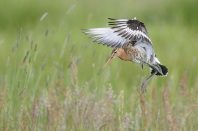 <i class='fa fa-user'></i> Ben Reitsma |   Grutto  <i class='fa fa-eye'> 257</i>  <i class='fa fa-thumbs-up'> 5</i>   <i class='fa fa-comment-o'> 6</i>