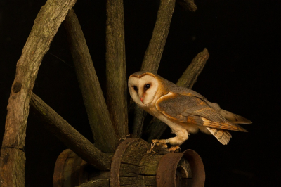 <i class='fa fa-user'></i> Marco Simonis |   Kerkuil  <i class='fa fa-eye'> 497</i>  <i class='fa fa-thumbs-up'> 31</i>   <i class='fa fa-comment-o'> 24</i>