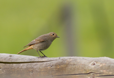 Bij het vakantiehuis in de Ardennen konden we dagelijks in de tuin gnieten van een koppeltje Zwarte Roodstaarten wat druk bezig was met af en aanvliegen van voer voor de kleintjes.