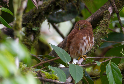 <i class='fa fa-user'></i> charlysax |   Nevelwouddwerguil  <i class='fa fa-eye'> 145</i>  <i class='fa fa-thumbs-up'> 2</i>   <i class='fa fa-comment-o'> 2</i>