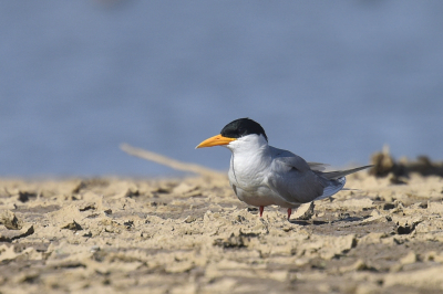 <i class='fa fa-user'></i> Gerard Visser |   Rivierstern  <i class='fa fa-eye'> 212</i>   <i class='fa fa-comment-o'> 11</i>