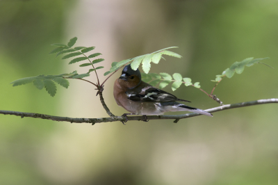 <i class='fa fa-user'></i> vanmarle |   Vink  <i class='fa fa-eye'> 220</i>  <i class='fa fa-thumbs-up'> 2</i>   <i class='fa fa-comment-o'> 3</i>