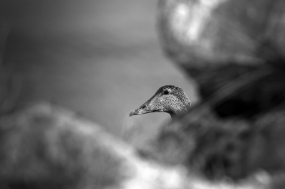 Een vrouwtjes Eider langs de waterkant tussen de rotsblokken door gefotografeerd. Omgezet naar zwart wit, de originele foto had van zichzelf erg verzadigde kleuren wat hier doorgaans niet zo gewaard wordt.