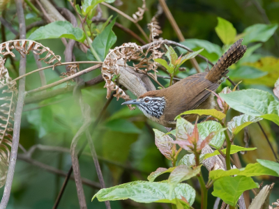 <i class='fa fa-user'></i> Paul van Giersbergen |   Sonorawinterkoning  <i class='fa fa-eye'> 133</i>   <i class='fa fa-comment-o'> 5</i>