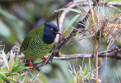 <i class='fa fa-user'></i> charlysax |   Gebandeerde Cotinga  <i class='fa fa-eye'> 157</i>  <i class='fa fa-thumbs-up'> 11</i>   <i class='fa fa-comment-o'> 13</i>