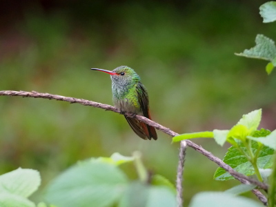 <i class='fa fa-user'></i> guido mwm |   Roodstaartamazilia  <i class='fa fa-eye'> 142</i>  <i class='fa fa-thumbs-up'> 5</i>   <i class='fa fa-comment-o'> 15</i>