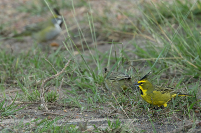 <i class='fa fa-user'></i> Martjan Lammertink |   Groene Kardinaal  <i class='fa fa-eye'> 183</i>   <i class='fa fa-comment-o'> 5</i>