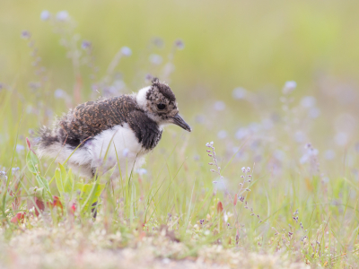 <i class='fa fa-user'></i> Richard Oud |   Kievit  <i class='fa fa-eye'> 243</i>  <i class='fa fa-thumbs-up'> 6</i>   <i class='fa fa-comment-o'> 8</i>