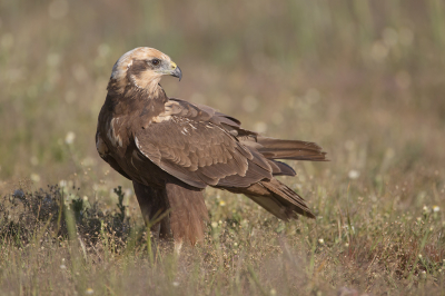 <i class='fa fa-user'></i> Luc Meert |   Bruine Kiekendief  <i class='fa fa-eye'> 355</i>  <i class='fa fa-thumbs-up'> 14</i>   <i class='fa fa-comment-o'> 10</i>