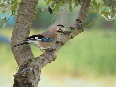 <i class='fa fa-user'></i> corvanspijk |   Gaai  <i class='fa fa-eye'> 254</i>  <i class='fa fa-thumbs-up'> 4</i>   <i class='fa fa-comment-o'> 12</i>