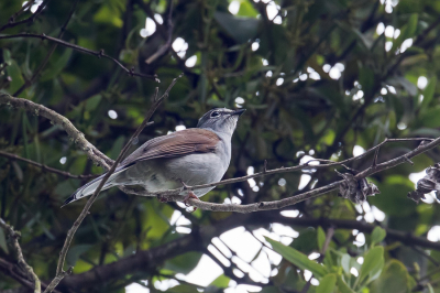 <i class='fa fa-user'></i> Paul van Giersbergen |   Bruinrugsolitaire  <i class='fa fa-eye'> 79</i>   <i class='fa fa-comment-o'> 0</i>