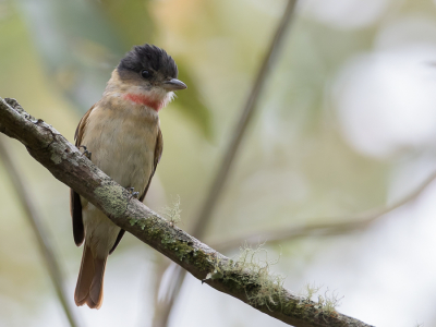 <i class='fa fa-user'></i> Paul van Giersbergen |   Grote Bekarde  <i class='fa fa-eye'> 127</i>  <i class='fa fa-thumbs-up'> 2</i>   <i class='fa fa-comment-o'> 2</i>