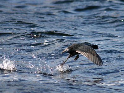 Iso 400 1/1000 F5.6 300mm Je ontkomt er niet aan als je een stukje over de plas vaart.......